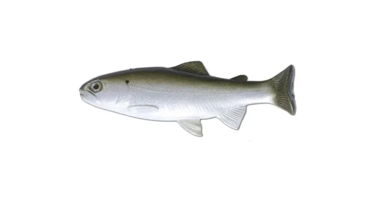 Huddleston Deluxe 6" Trout
