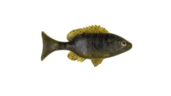 Sudden Impact Sunfish / Perch