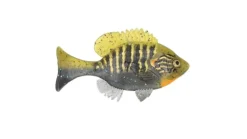 Sudden Impact Suzygill Bluegill