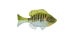 Sudden Impact Suzygill Bluegill